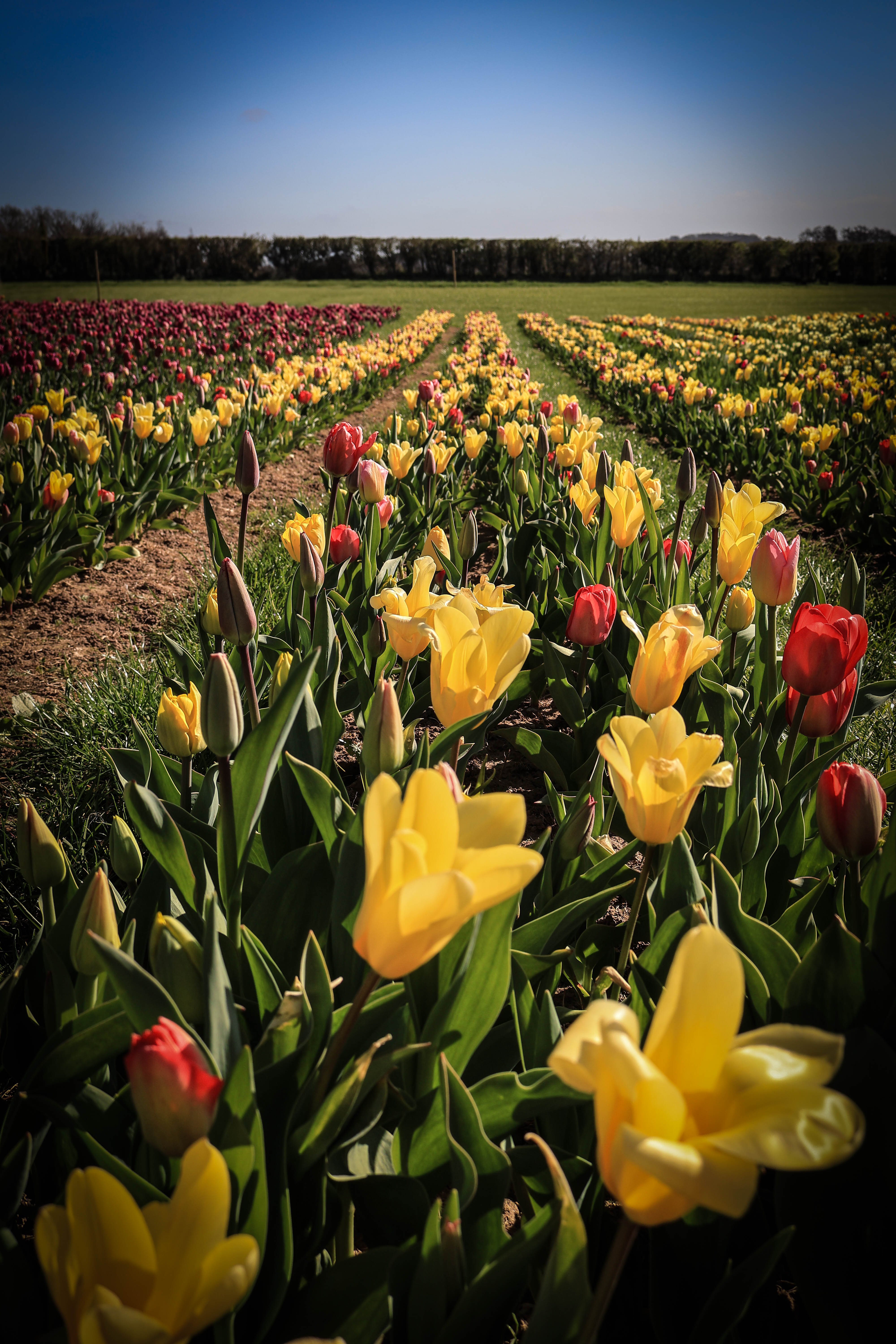 Flowers_in_Perpective